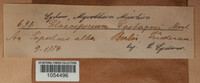 Drepanopeziza castagnei image